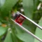 da garnet do 3 5 ct 4